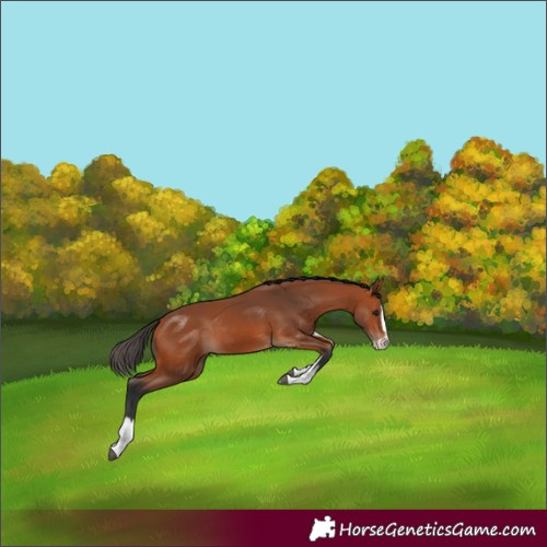 Horse Color:Bay Splash Rabicano