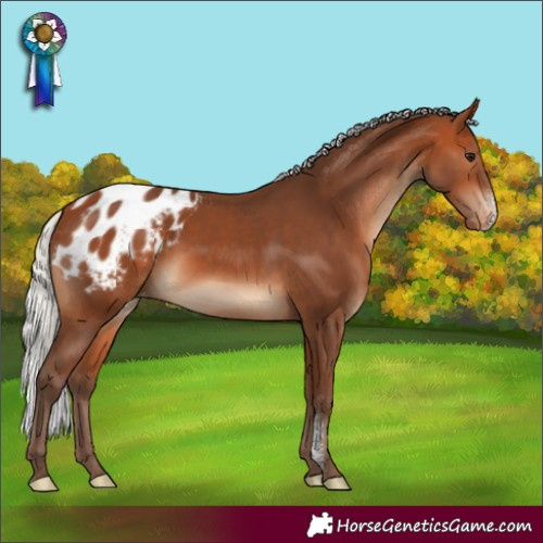 Horse Color:Silver Bay Sabino Blanket Rabicano
