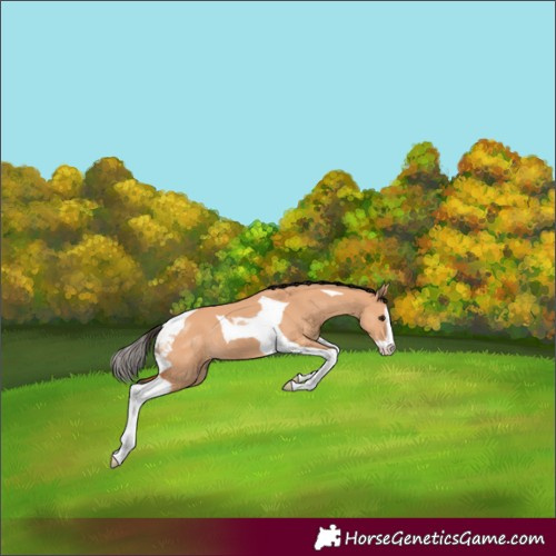 Horse Color:Bay Dun Splash Tobiano