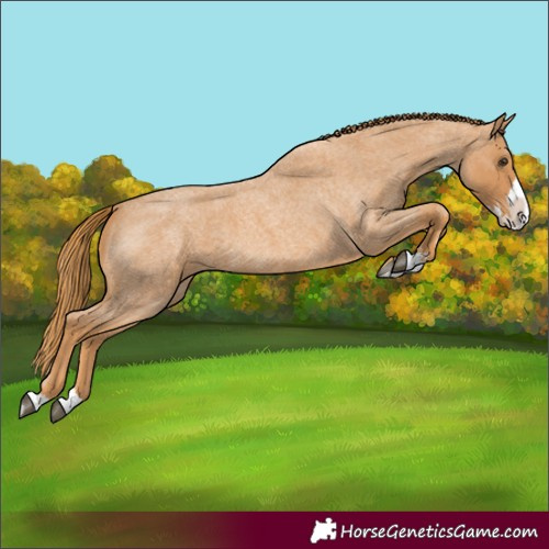 Horse Color:Red Roan Splash