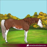 Horse Color:Chestnut Splash 