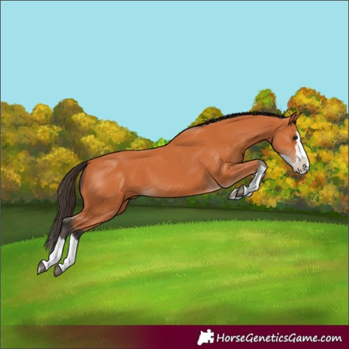 Horse Color:Bay Splash