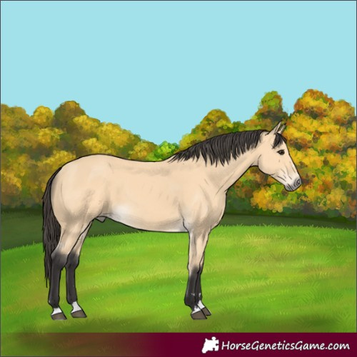 Horse Color:Unknown 
