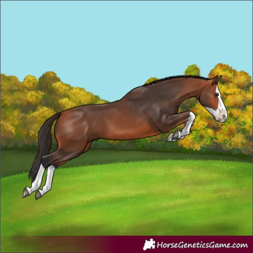 Horse Color:Bay Splash