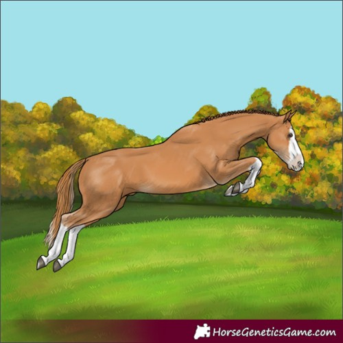 Horse Color:Chestnut Splash