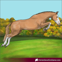 Horse Color:Chestnut Splash