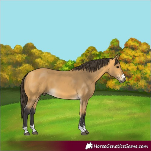 Horse Color:Unknown 