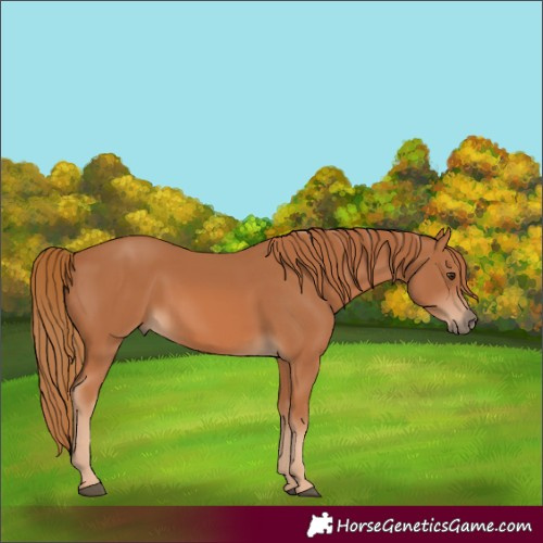Horse Color:Chestnut 