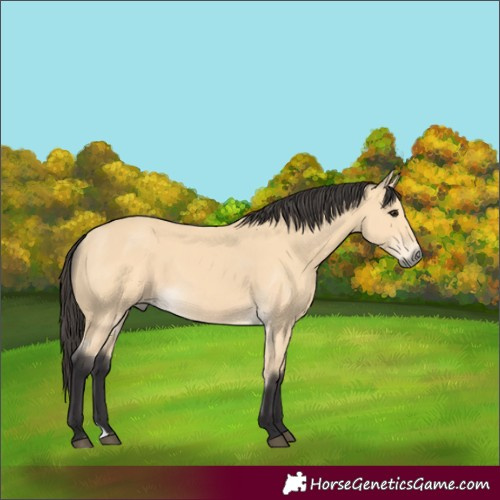 Horse Color:Unknown 