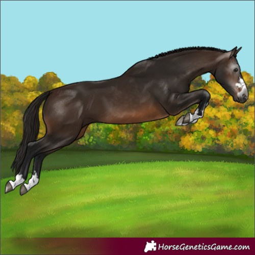Horse Color:Gray Bay
