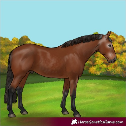 Horse Color:Gray Bay 