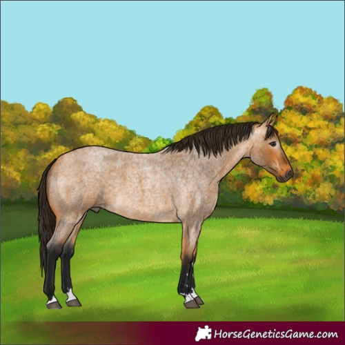 Horse Color:Gray Buckskin Roan 