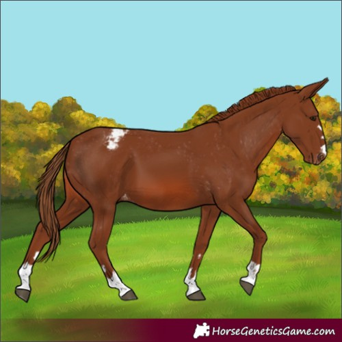 Horse Color:Chestnut Appaloosa