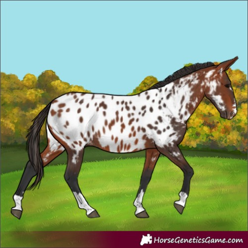 Horse Color:Bay Near Leopard 