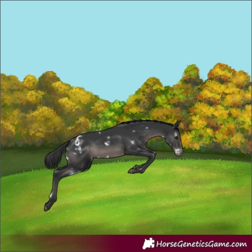 Horse Color:White Spotted Black Appaloosa 