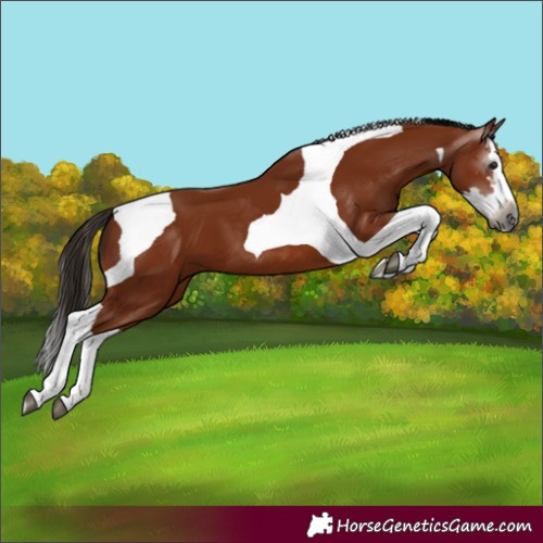 Horse Color:Gray Bay Splash Tobiano