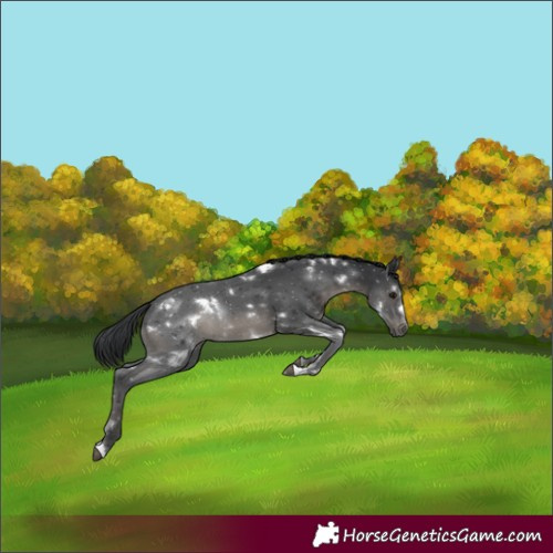 Horse Color:White Spotted Black 