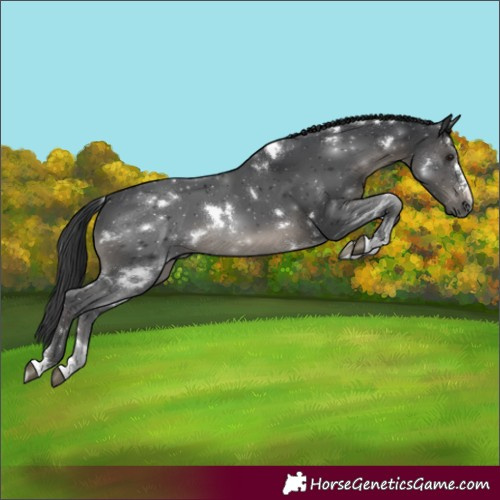 Horse Color:White Spotted Black