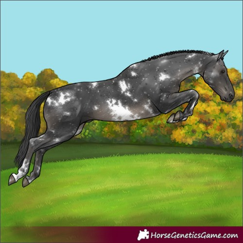 Horse Color:White Spotted Black 