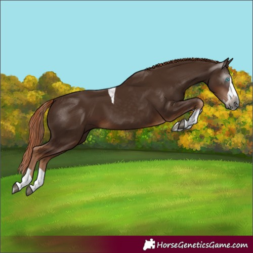 Horse Color:Unknown 