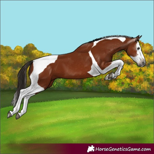 Horse Color:Gray Bay Splash Tobiano 