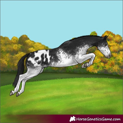 Horse Color:Gray White Spotted Black Blanket 