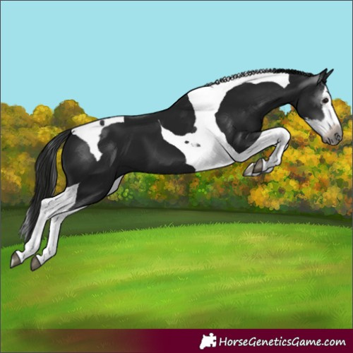 Horse Color:Gray Black Splash Tobiano 
