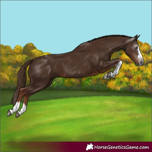 Horse Color:Gray Chestnut Splash Tobiano