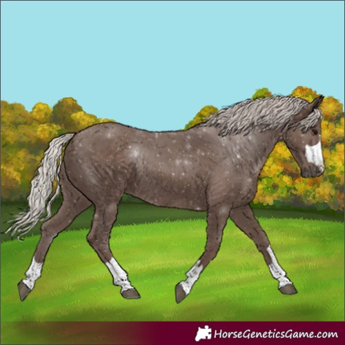 Horse Color:Silver Black