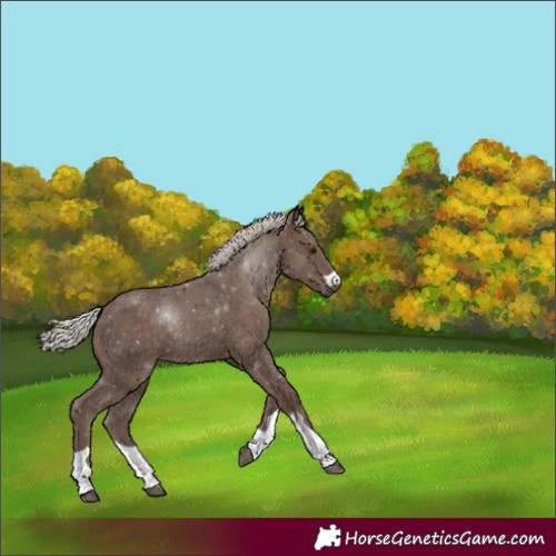 Horse Color:Silver Black
