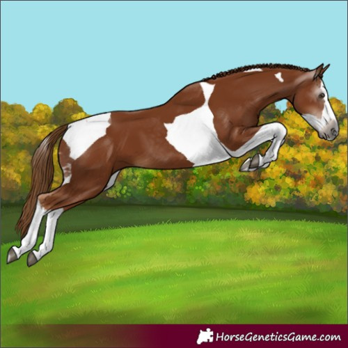 Horse Color:Gray Chestnut Splash Tobiano 