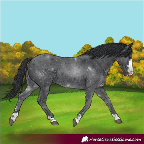 Horse Color:Black 