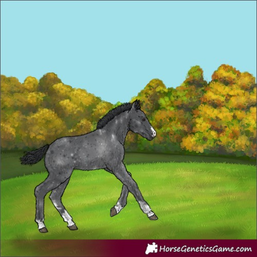 Horse Color:Black 