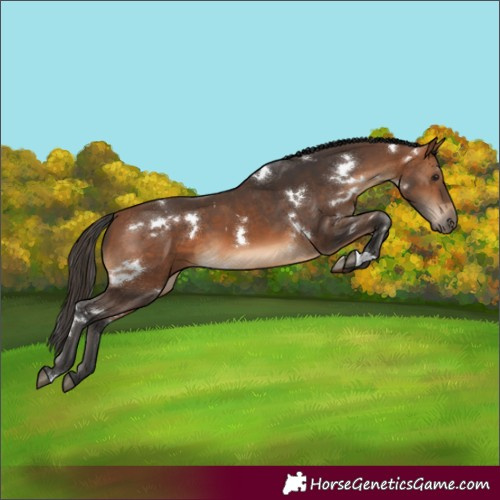 Horse Color:White Spotted Bay