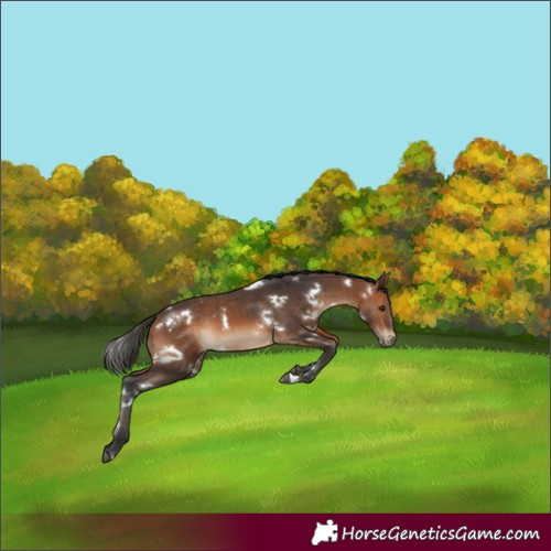 Horse Color:White Spotted Bay