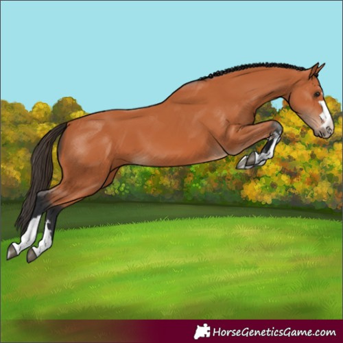 Horse Color:Unknown 