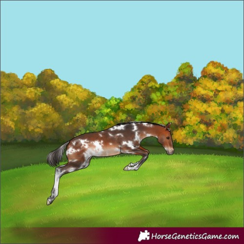 Horse Color:White Spotted Bay
