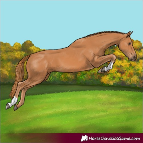 Horse Color:Unknown 