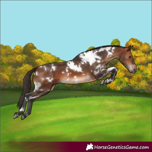 Horse Color:White Spotted Bay