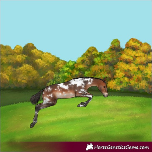 Horse Color:White Spotted Bay