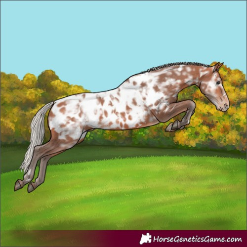 Horse Color:White Spotted Silver Bay Ice Near Leopard 
