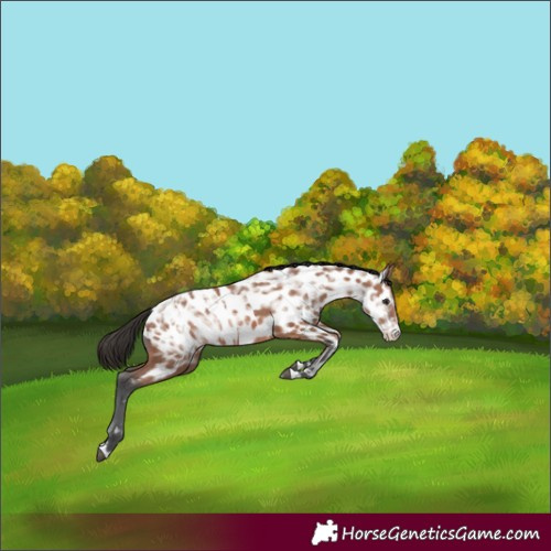 Horse Color:Bay Ice Appaloosa 
