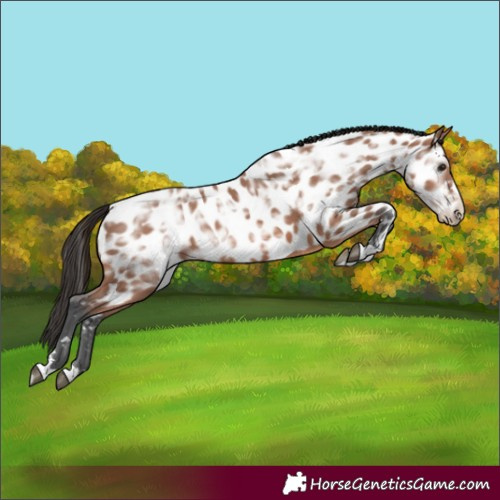 Horse Color:Bay Ice Near Leopard