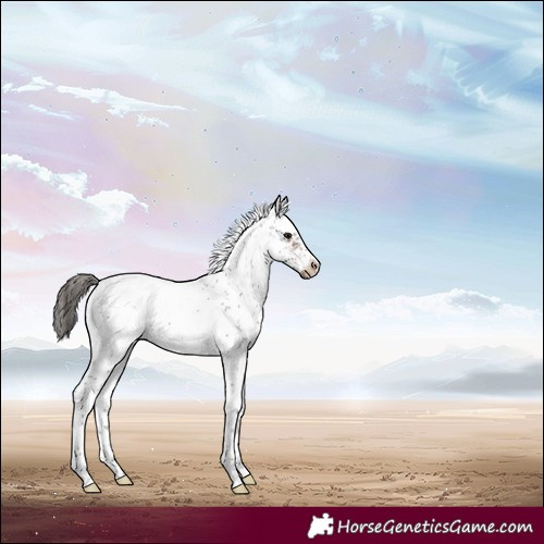 Horse Color:White Spotted Bay Sabino Frame Appaloosa