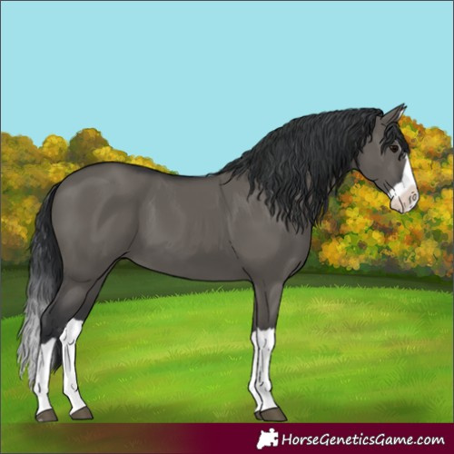 Horse Color:Grullo Splash