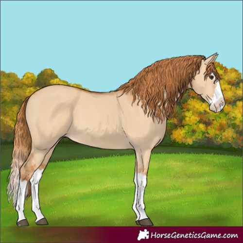 Horse Color:Red Dun Splash