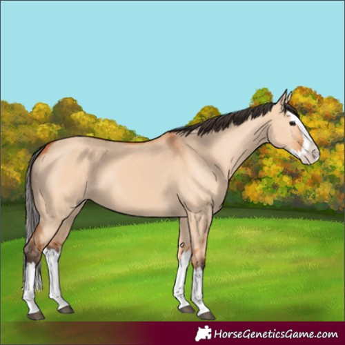 Horse Color:Bay Dun Splash
