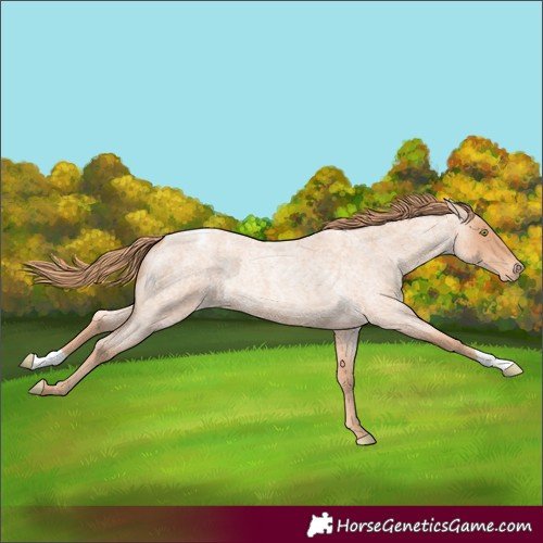 Horse Color:Gold Champagne Roan Appaloosa