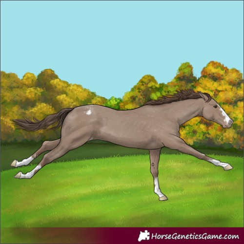 Horse Color:Classic Champagne Appaloosa 