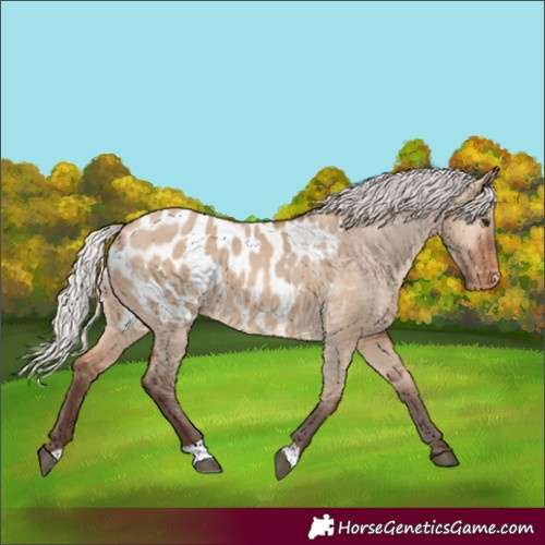 Horse Color:Silver Brown Dun Blanket